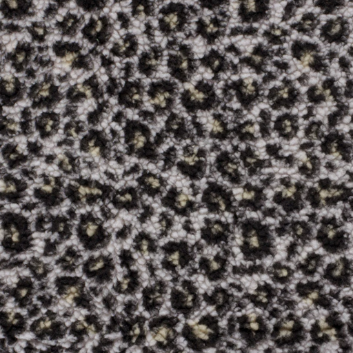 Sherpa fleece