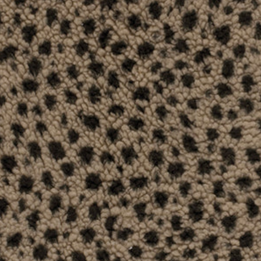Sherpa fleece