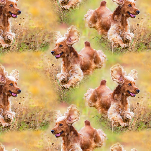 Cockerspaniel